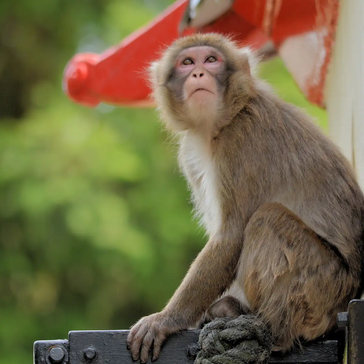 Photo couleur d'un macaque évoquant Julio. 
